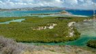 Mangrove Lagoon